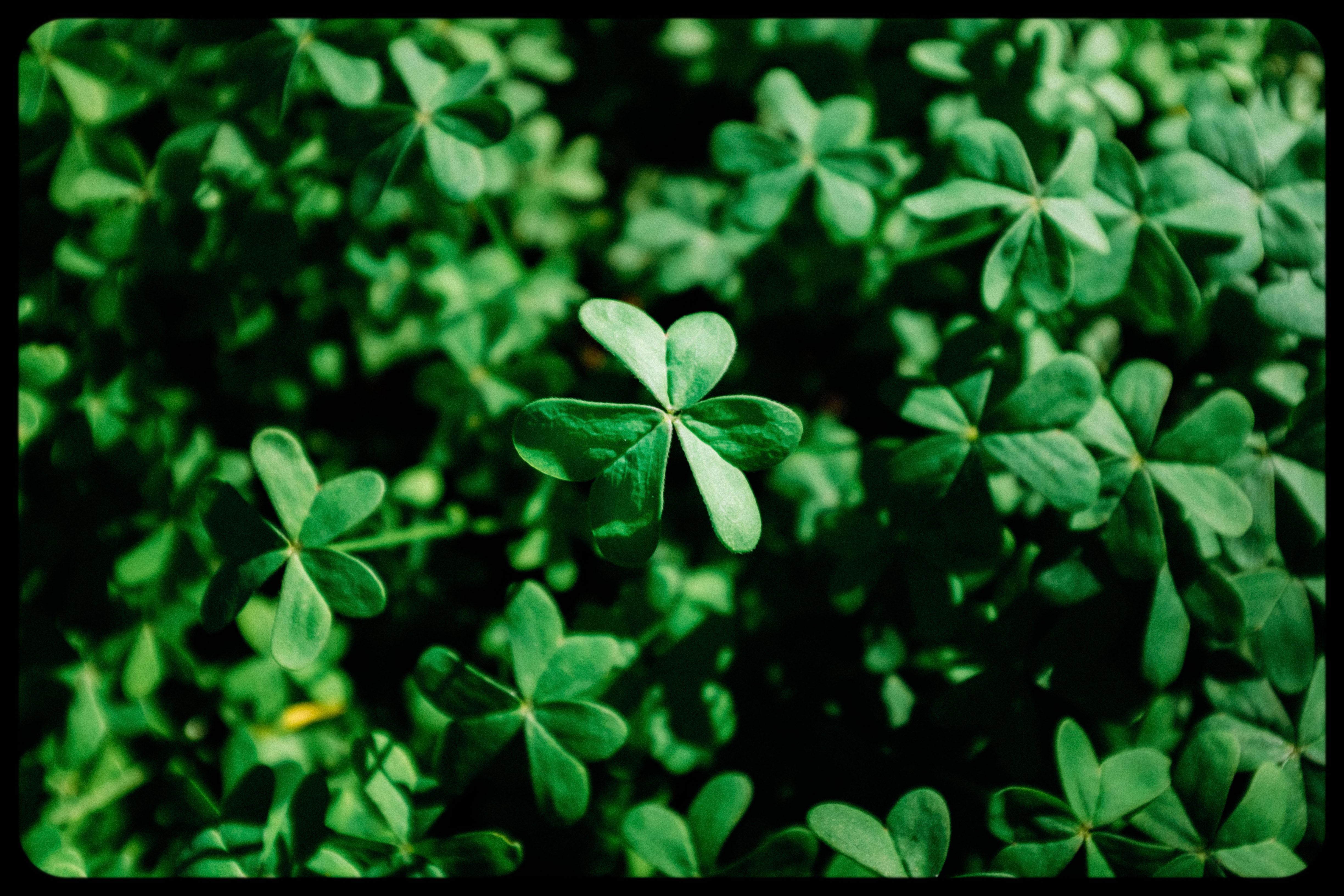 Greeny