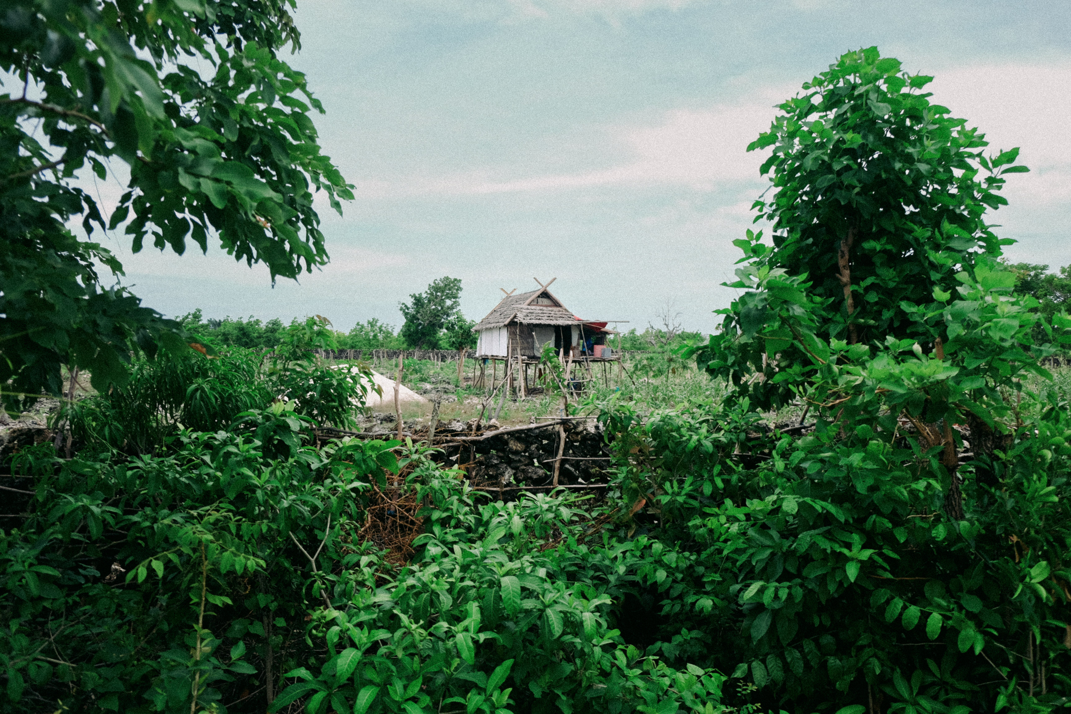 The hut inside farm barrier.