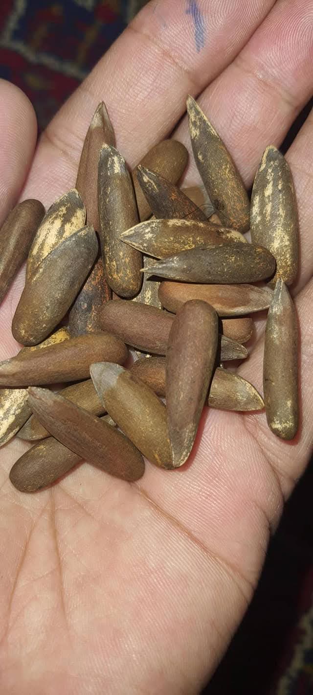 Hand-roasted Chilghoza Pine Nuts — fire, patience and centuries of tradition in every shell. Slow-roasted the ancient way, preserving natural oils, buttery aroma and the authentic flavour of the Himalayas.  手工烘焙 Chilghoza 松子 — 每一颗外壳都蕴藏着火候、耐心与数百年的传统。 以古法慢火烘焙，保留天然油脂、奶油香气与正宗的喜马拉雅风味。