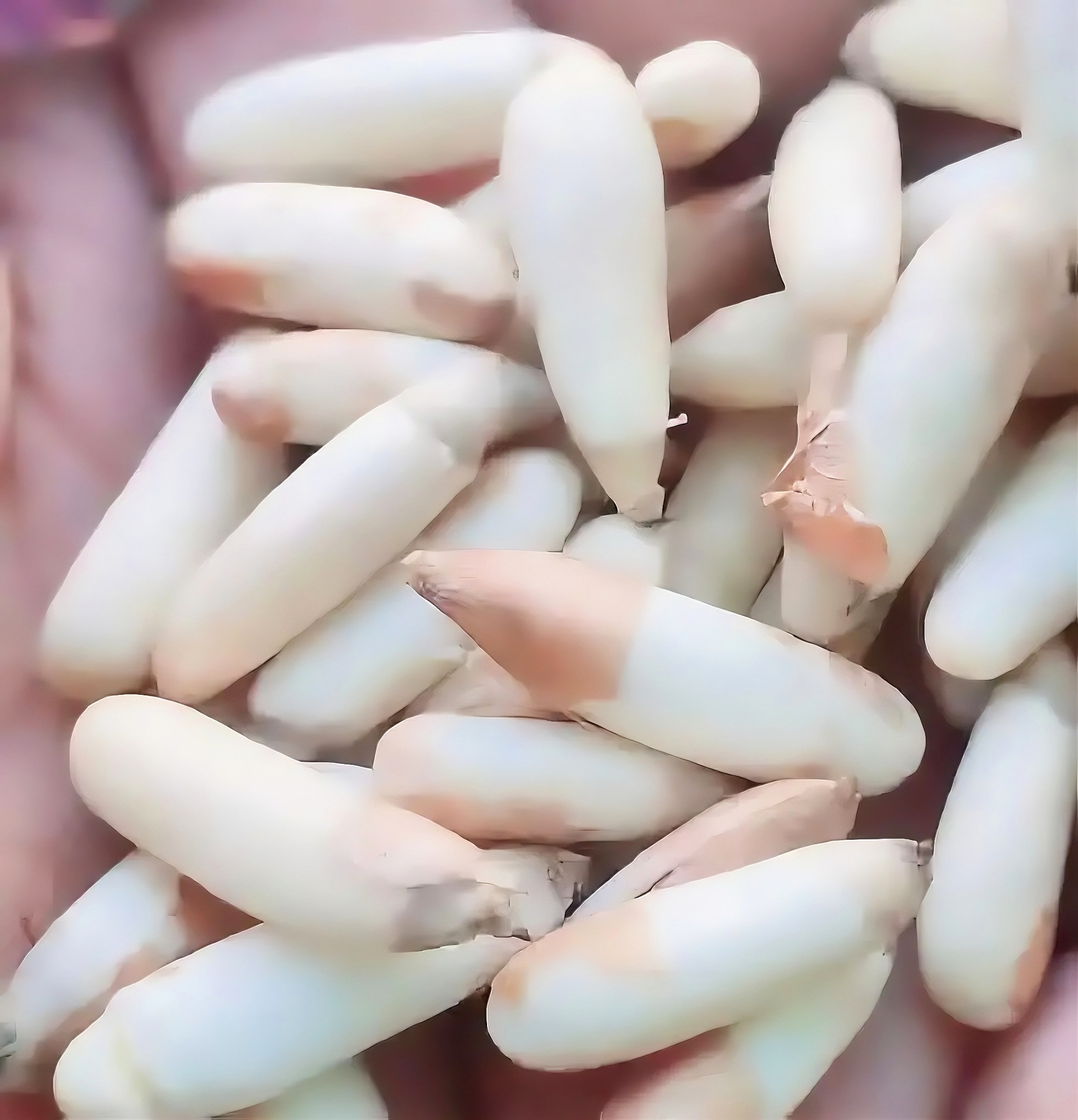 Premium shelled kernels of Chilghoza Pine Nuts — hand-cracked, sun-dried, export-grade perfection. Every creamy kernel carries no moisture, no compromise — only the pure, buttery essence of Chilas forests.
优质 Chilghoza 松子仁 — 手工去壳、日光晾晒、出口级的完美呈现。 每一粒奶油色果仁都不含水分、不打折扣 — 只有吉拉斯森林纯净、奶油般的精华。