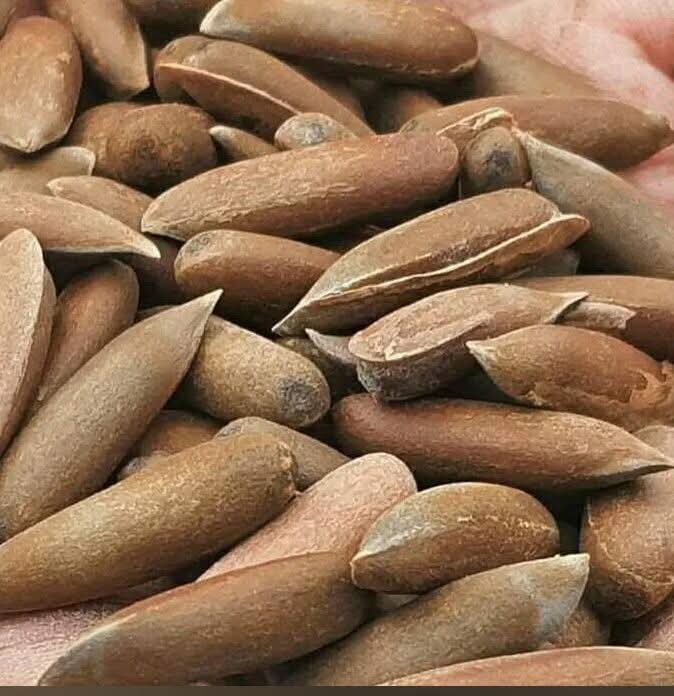 Raw Chilghoza Pine Nuts in their natural shell — 100% wild, 100% organic, untouched by industry. Sun-dried under the Himalayan sky, hand-collected by mountain families, protected by generations.  天然带壳 Chilghoza 松子 — 100% 野生、100% 有机，未经工业触碰。 在喜马拉雅天空下日光晾晒，由山区家庭手工采集，世代守护。