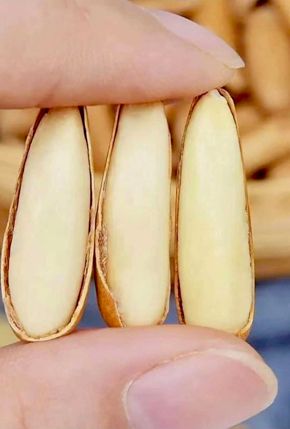 The true size of premium Chilghoza kernels — large, firm, and remarkably pure. Each seed is a quiet promise of quality: thin shell, creamy texture, unforgettable taste. 优质 Chilghoza 果仁的真实尺寸 — 大、结实、纯净无瑕。 每一粒种子都是品质的无声承诺：薄壳、奶油般的口感、令人难忘的味道。