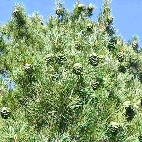 The native Chilghoza Pine tree (Pinus gerardiana) standing tall in the wild forests of Chilas, Gilgit-Baltistan — home to diverse wildlife and a vital part of the Himalayan ecosystem.

原生 Chilghoza 松树（Pinus gerardiana）屹立在吉尔吉特-巴尔蒂斯坦吉拉斯的野生森林中——这里是多种野生动物的家园，也是喜马拉雅生态系统的重要组成部分。

شجرة الصنوبر Chilghoza الأصلية (Pinus gerardiana) تقف شامخة في غابات تشيلاس البرية، جيلجيت-بلتستان — موطن للحياة البرية المتنوعة وجزء حيوي من نظام جبال الهيمالايا البيئي.