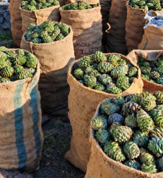 Wild Chilghoza Pine cones growing naturally on the branches — these forests provide essential food and shelter for mountain wildlife, birds, and small mammals of the Himalayan region.

野生 Chilghoza 松果在枝头自然生长——这些森林为喜马拉雅地区的山区野生动物、鸟类和小型哺乳动物提供了必需的食物和栖息地。

مخاريط الصنوبر Chilghoza البرية تنمو بشكل طبيعي على الأغصان — توفر هذه الغابات الغذاء والمأوى الأساسي للحياة البرية الجبلية والطيور والثدييات الصغيرة في منطقة الهيمالايا.