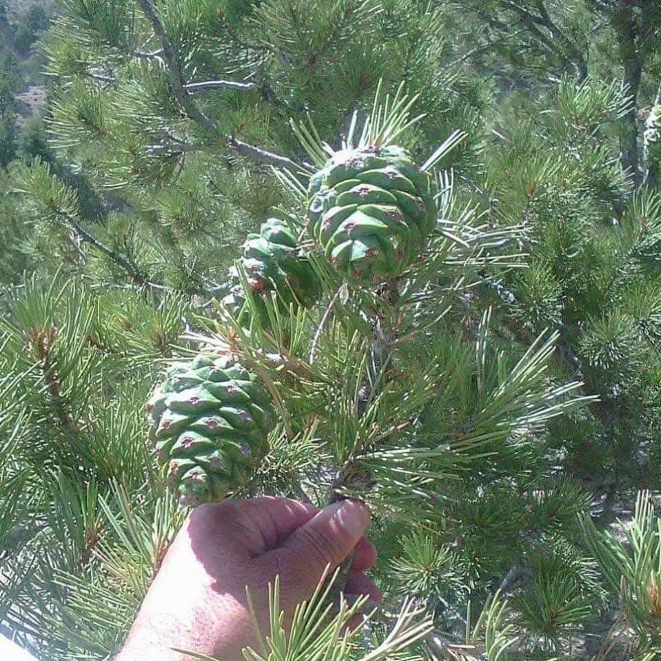 The wild Chilgoza Pine forests of Chilas, Gilgit-Baltistan — where every journey begins in the heart of the Himalayas.
吉尔吉特-巴尔蒂斯坦吉拉斯的野生 Chilgoza 松树林——每一段旅程都始于喜马拉雅山脉的中心。
غابات الصنوبر Chilgoza البرية في تشيلاس، جيلجيت-بلتستان — حيث تبدأ كل رحلة في قلب جبال الهيمالايا.