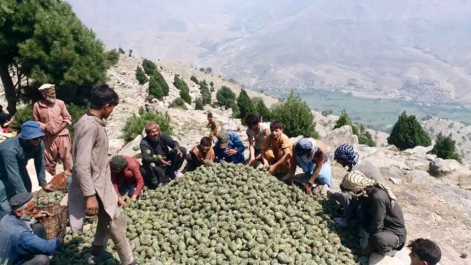 The harvest gathering stage — freshly collected Chilgoza cones from the wild forest trees of Chilas, Gilgit-Baltistan, carefully gathered together before being filled into jute sacks for transport.
采收聚集阶段——从吉尔吉特-巴尔蒂斯坦吉拉斯的野生森林树木上新鲜采集的 Chilgoza 松果,在装入麻袋运输前精心集中在一起。
مرحلة تجميع الحصاد — مخاريط Chilgoza التي تم جمعها حديثاً من أشجار الغابات البرية في تشيلاس، جيلجيت-بلتستان، قبل تعبئتها في أكياس الخيش للنقل.