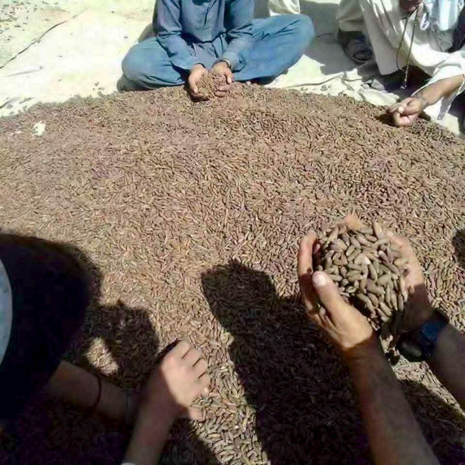 The cleaning and grading stage — after extracting the kernels, they are hand-shaken, sifted through sieves, and air-cleaned with traditional fans to remove husks, impurities and empty seeds. A complete lot is then prepared and packed into 90 kg jute sacks, ready to be sold to export traders and sent to grading and processing units. This is the authentic, organic journey of Royal Chilghoza Pine Nuts — harvested from the wild forests of Gilgit-Baltistan and prepared for the world by the skilled hands of local mountain families.
清洗和分级阶段——取出果仁后,经过手工摇晃、过筛,并用传统风扇风选,去除外壳、杂质和空籽。然后准备好一整批,装入 90 公斤的麻袋,准备出售给出口商并送往分级和加工厂。这就是 Royal Chilghoza Pine Nuts 的正宗有机之旅——从吉尔吉特-巴尔蒂斯坦的野生森林中采收,由当地山区家庭以娴熟的双手为世界准备。
مرحلة التنظيف والفرز — بعد استخراج الحبات، يتم رجها يدوياً وغربلتها وتنظيفها بالهواء بواسطة مراوح تقليدية لإزالة القشور والشوائب والحبات الفارغة. ثم يتم تجهيز دفعة كاملة وتعبئتها في أكياس الخيش سعة 90 كجم، جاهزة للبيع لتجار التصدير وإرسالها إلى وحدات الفرز والمعالجة. هذه هي الرحلة الأصيلة والعضوية لـ Royal Chilghoza Pine Nuts — المحصودة من الغابات البرية في جيلجيت-بلتستان والمُعدّة للعالم بأيدي عائلات الجبال المحلية الماهرة.