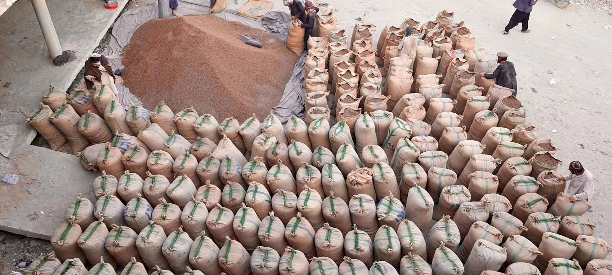 Bulk purchase and export preparation stage — international traders buy the cleaned and graded Chilgoza Pine Nuts from local traders in Chilas, pack them into 90 kg jute sacks, and transport them by truck to their own grading, processing, roasting and shelling units. This is the bridge between the wild Himalayan forests and the global market — the authentic, organic supply chain of Royal Chilghoza Pine Nuts from Gilgit-Baltistan, Pakistan.
批量采购与出口准备阶段——国际商人从吉拉斯的当地商人手中购买清洗和分级后的 Chilgoza 松子,装入 90 公斤麻袋,然后用卡车运往他们自己的分级、加工、烘焙和去壳工厂。这是喜马拉雅野生森林与全球市场之间的桥梁——来自巴基斯坦吉尔吉特-巴尔蒂斯坦的 Royal Chilghoza Pine Nuts 的正宗有机供应链。
مرحلة الشراء بالجملة والتحضير للتصدير — يشتري التجار الدوليون حبات Chilgoza المنظفة والمفرزة من التجار المحليين في تشيلاس، ويعبئونها في أكياس الخيش سعة 90 كجم، وينقلونها بالشاحنات إلى وحدات الفرز والمعالجة والتحميص والتقشير الخاصة بهم. هذا هو الجسر بين غابات الهيمالايا البرية والسوق العالمية — سلسلة التوريد الأصيلة والعضوية لـ Royal Chilghoza Pine Nuts من جيلجيت-بلتستان، باكستان.
