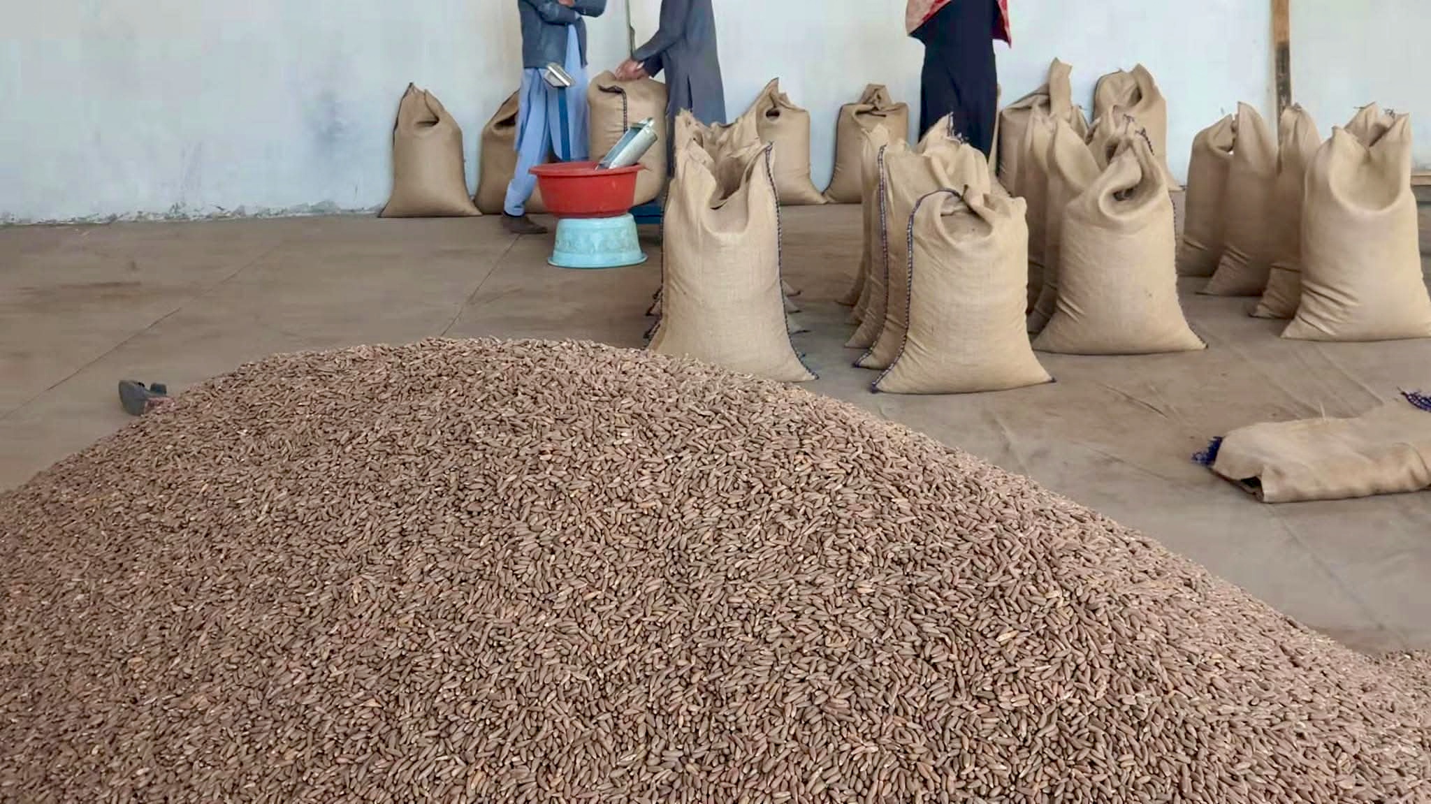Final export preparation stage — at the grading, cleaning and processing unit, damaged kernels are removed by hand, and the 100% clean, premium Chilgoza Pine Nuts are packed into 40 kg net-weight jute sacks, ready for export to China. Shipments are dispatched by sea, air, or road via the Khunjerab Pass.
Machine grading separates the nuts into different sizes: Grade A and Grade B (larger, premium nuts) are exported directly to China, while Grade C and Grade D (smaller nuts) are sent to shelling centres, where the kernels are carefully extracted by hand. This is the authentic, organic final journey of Royal Chilghoza Pine Nuts — from the wild forests of Gilgit-Baltistan to the international market.
最终出口准备阶段——在分级、清洗和加工厂,手工去除损坏的果仁,将 100% 纯净、优质的 Chilgoza 松子装入 40 公斤净重的麻袋,准备出口到中国。货物通过海运、空运或经红其拉甫口岸的陆路发运。
机器分级将松子分为不同尺寸:A 级和 B 级(较大的优质松子)直接出口到中国,而 C 级和 D 级(较小的松子)则送往去壳中心,由手工精心取出果仁。这是 Royal Chilghoza Pine Nuts 的正宗有机最终旅程——从吉尔吉特-巴尔蒂斯坦的野生森林到国际市场。
مرحلة التحضير النهائي للتصدير — في وحدة الفرز والتنظيف والمعالجة، تتم إزالة الحبات التالفة يدوياً، وتُعبأ حبات Chilgoza الفاخرة النظيفة 100% في أكياس الخيش بوزن صافٍ 40 كجم، جاهزة للتصدير إلى الصين. يتم الشحن بحراً أو جواً أو براً عبر ممر خونجيراب.
يقوم الفرز الآلي بتقسيم الصنوبر إلى أحجام مختلفة: الدرجة A والدرجة B (الحبات الكبيرة الفاخرة) تُصدَّر مباشرة إلى الصين، بينما تُرسل الدرجة C والدرجة D (الحبات الأصغر) إلى مراكز التقشير، حيث تُستخرج الحبات بعناية يدوياً. هذه هي الرحلة النهائية الأصيلة والعضوية لـ Royal Chilghoza Pine Nuts — من الغابات البرية في جيلجيت-بلتستان إلى السوق الدولية.