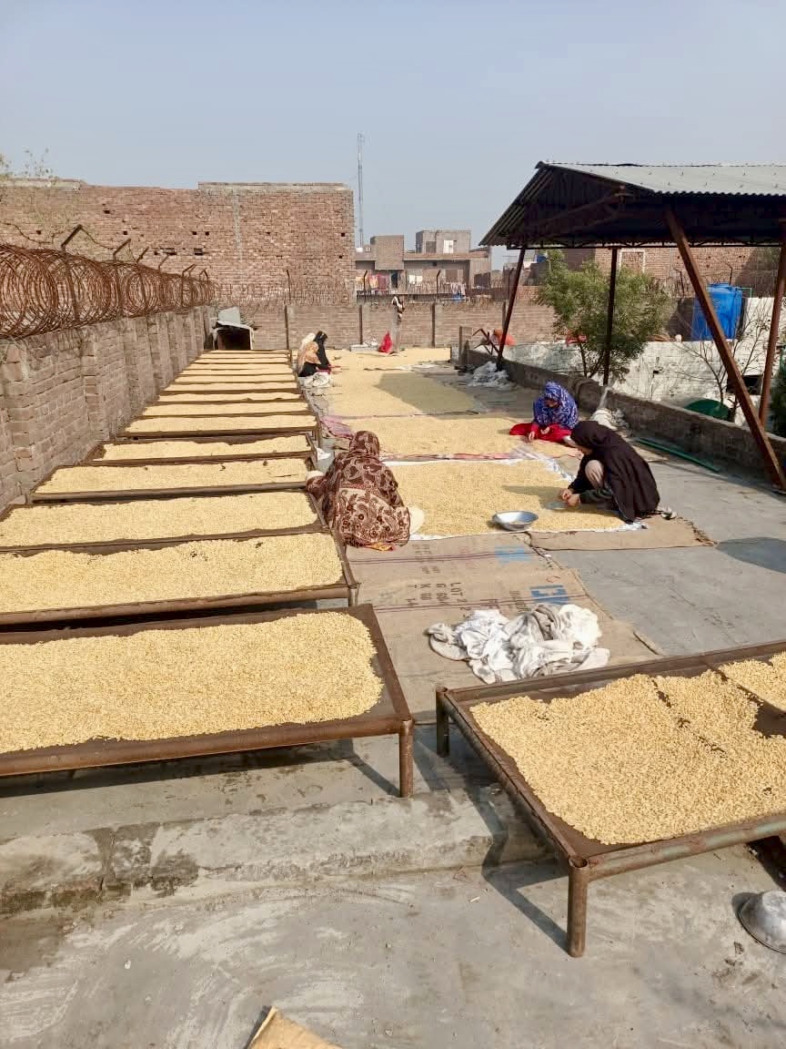 Natural sun-drying of Chilgoza kernels — spread out on traditional cots and mats under the open sky for 7 to 10 days to remove all remaining moisture. This slow, chemical-free drying process preserves the authentic buttery flavour, creamy texture and organic purity of Royal Chilghoza Pine Nuts from the wild forests of Gilgit-Baltistan, Pakistan. Nature's pure process, no artificial heat, no additives.
Chilgoza 果仁的自然日晒——在传统木床和垫子上露天铺开 7 到 10 天,去除所有残留水分。这种缓慢、无化学的干燥过程保留了来自巴基斯坦吉尔吉特-巴尔蒂斯坦野生森林的 Royal Chilghoza Pine Nuts 的正宗奶油风味、细腻口感和有机纯净。纯天然工艺,无人工加热,无添加剂。
التجفيف الطبيعي بالشمس لحبات Chilgoza — مفرودة على الأسرة والحصائر التقليدية تحت السماء المفتوحة لمدة 7 إلى 10 أيام لإزالة كل الرطوبة المتبقية. هذه العملية البطيئة الخالية من المواد الكيميائية تحافظ على النكهة الزبدية الأصيلة والملمس الكريمي والنقاء العضوي لـ Royal Chilghoza Pine Nuts من الغابات البرية في جيلجيت-بلتستان، باكستان. عملية الطبيعة النقية، بلا حرارة صناعية، بلا إضافات.
