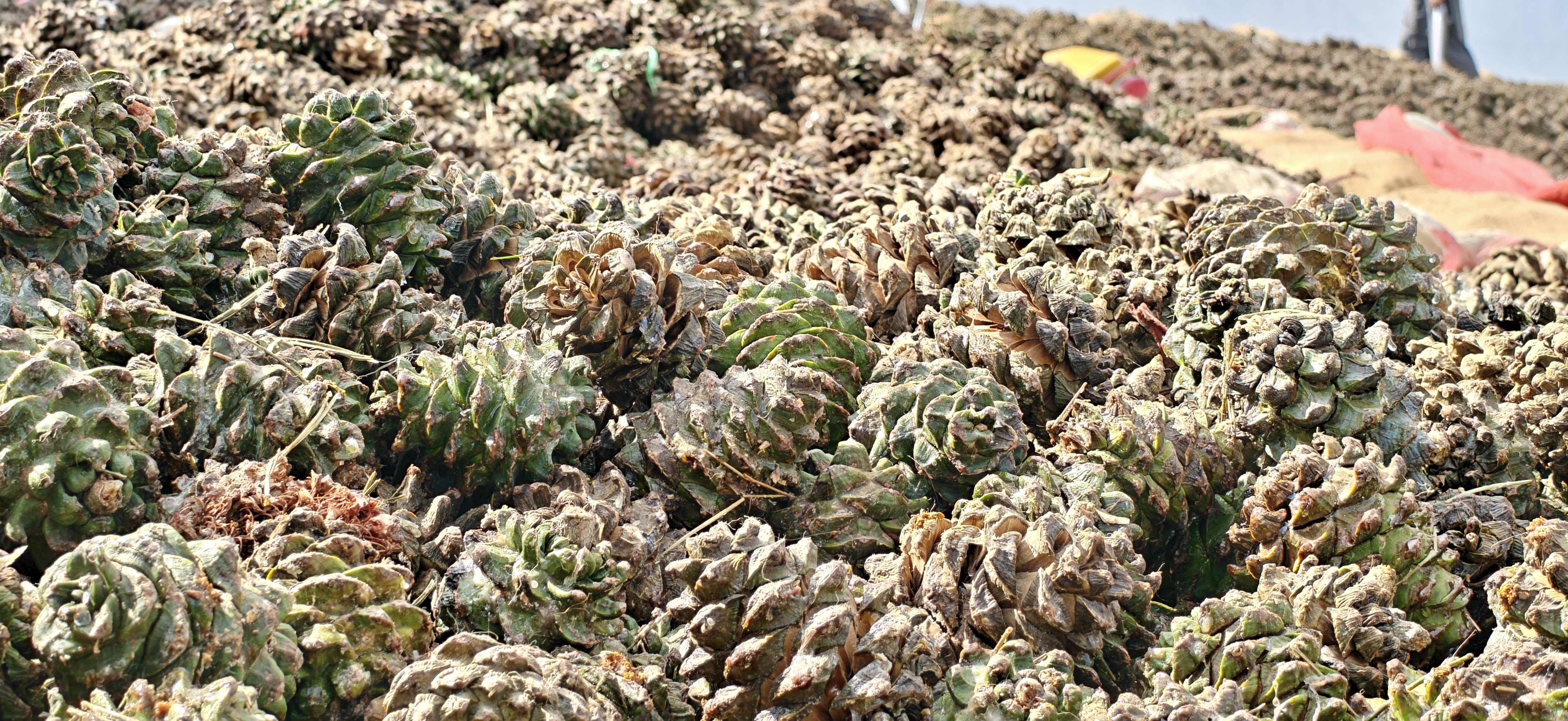 Under the golden Himalayan sun, thousands of wild Chilghoza pine cones are laid out to dry — patiently waiting to open their wooden hearts and reveal the precious organic pine nuts hidden inside. This traditional sun-drying method, passed down through generations in Gilgit-Baltistan, allows nature to complete what human hands began. Every cone carries the memory of the mountain, the sweat of the harvester, and the promise of purity. From these ancient forests to the world — Royal Chilghoza Pine Nuts.
在喜马拉雅金色的阳光下,成千上万的野生 Chilghoza 松果铺展晾晒——静静等待木质之心张开,露出其中隐藏的珍贵有机松子。这种传统的日光晾晒法,在吉尔吉特-巴尔蒂斯坦代代相传,让自然完成人类双手开启之事。每一颗松果都承载着大山的记忆、采松人的汗水,以及纯净的承诺。从这片古老森林走向世界——Royal Chilghoza Pine Nuts。
تحت شمس الهيمالايا الذهبية، تُنشر آلاف من مخاريط صنوبر Chilghoza البرية لتجف — في انتظار صبور لفتح قلوبها الخشبية والكشف عن حبات الصنوبر العضوية الثمينة المخبأة في الداخل. هذه الطريقة التقليدية في التجفيف تحت الشمس، المتوارثة عبر الأجيال في جيلجيت-بلتستان، تتيح للطبيعة إكمال ما بدأته الأيدي البشرية. كل مخروط يحمل ذكرى الجبل، وعرق الحصّاد، ووعد النقاء. من هذه الغابات القديمة إلى العالم — Royal Chilghoza Pine Nuts.