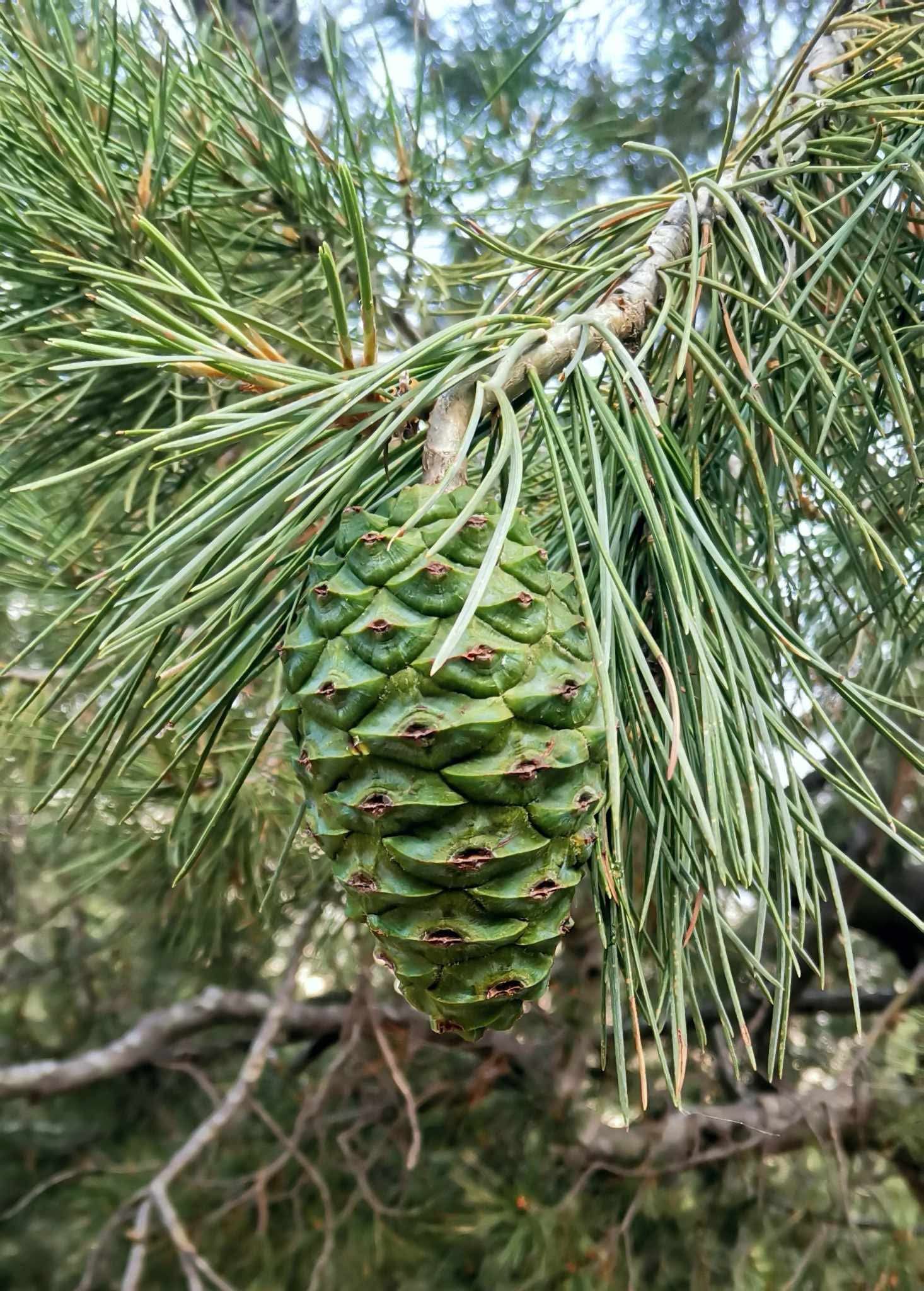Chilghoza Pine Nuts Con with tree 🌲