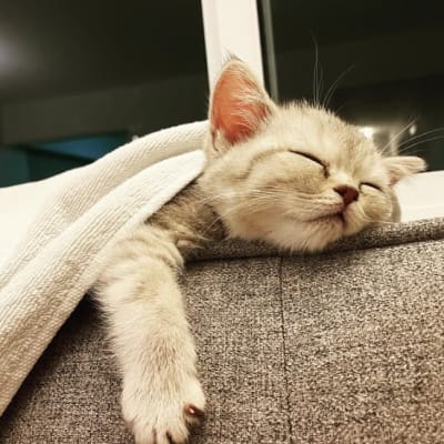 D-Floof