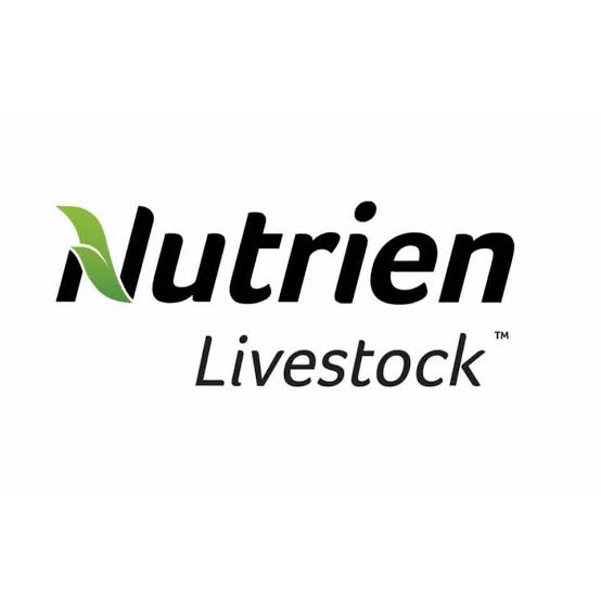 900 Good Feeder 1st Cross Lambs, Vendor Bred, Mount Barker WA - Agora Livestock listing QVPIL2R