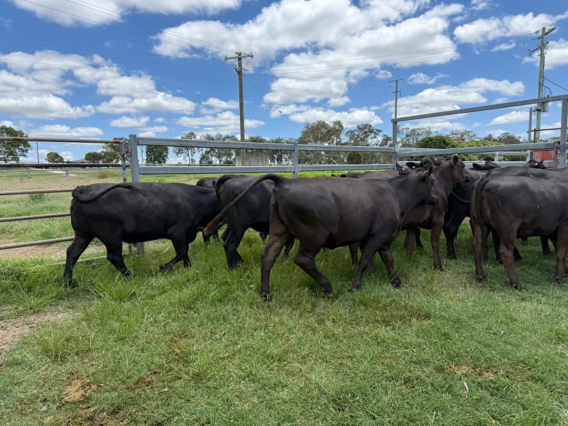 40 Quiet Vendor-Bred Angus X Heifers, Grass-Fed, Kingaroy QLD - Agora Livestock listing 7NLIDLX