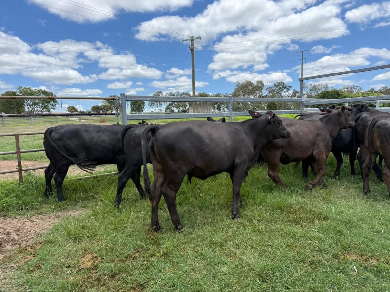 40 Quiet Vendor-Bred Angus X Heifers, Grass-Fed, Kingaroy QLD - Agora Livestock listing 7NLIDLX