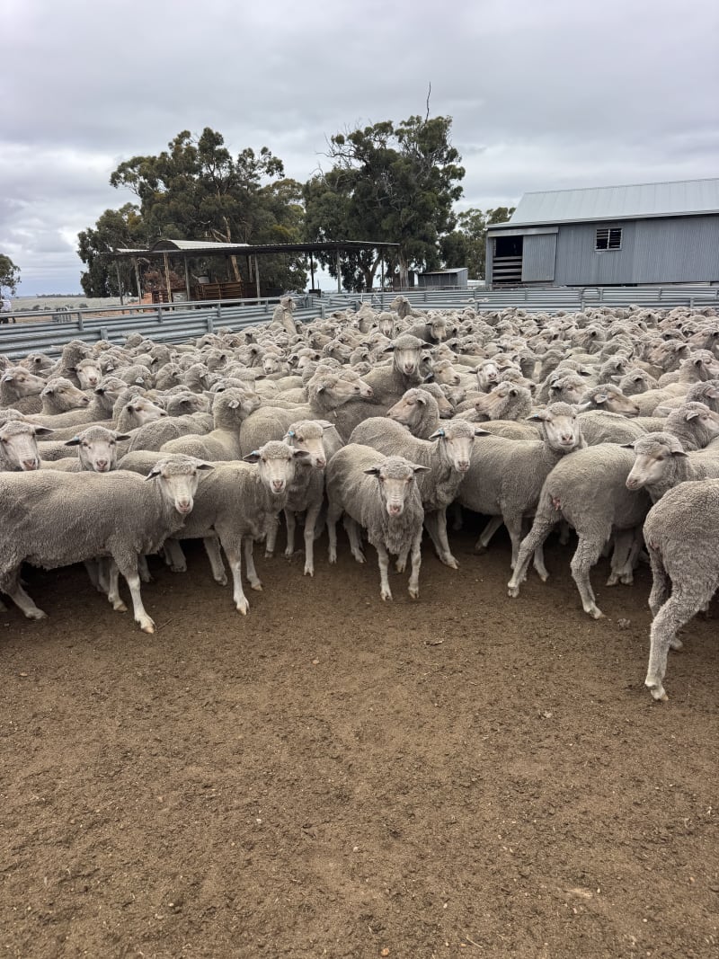 534 R3yo Merino Ewes SIL to White Suffolk Rams, Tambellup WA - Agora Livestock listing GDMIL4D
