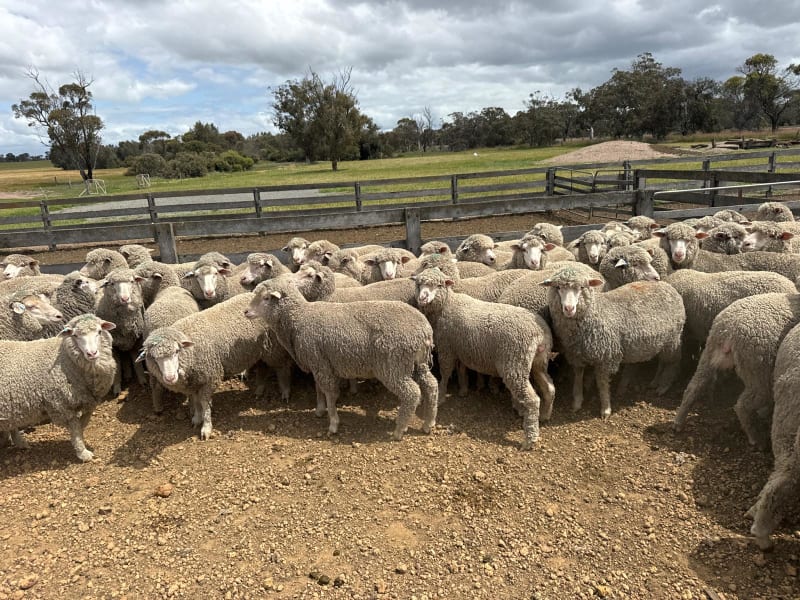 18.5 Micron Blue Tag Merino Ewe Hoggets, MerinoTech Blood, Tambellup WA - Agora Livestock listing 01KAQK