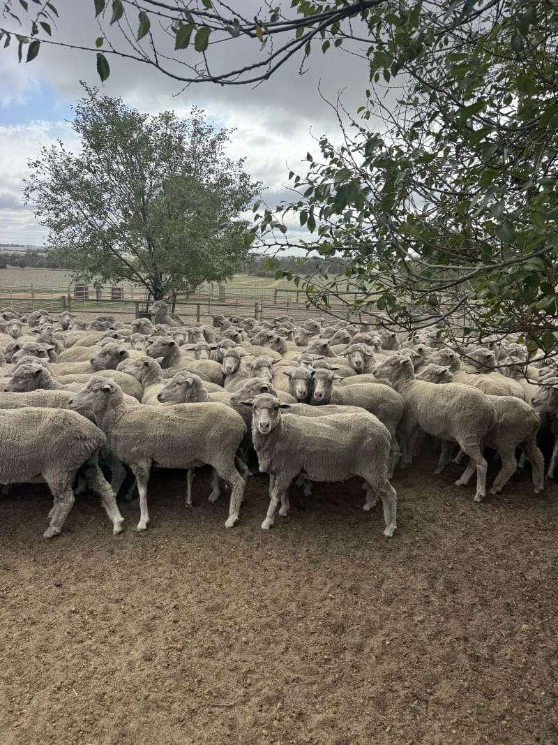 534 R3yo Merino Ewes SIL to White Suffolk Rams, Tambellup WA - Agora Livestock listing GDMIL4D