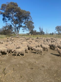 2000 Purebred Merino Wether Lambs, Mulesed & Unshorn, Tambellup WA - Agora Livestock listing Y4LU55P