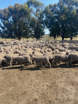 2000 Purebred Merino Wether Lambs, Mulesed & Unshorn, Tambellup WA - Agora Livestock listing Y4LU55P