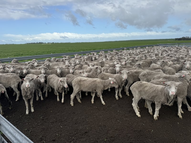 Red Tag Purebred Merino Hoggets, 19.5 Micron Woolcutters, Great Southern WA - Agora Livestock listing K2PCNQ