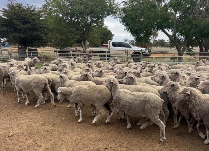 206 Merino Ewes SIL to White Suffolk Rams, Billandri Blood, Tambellup WA - Agora Livestock listing 6XZIR3X