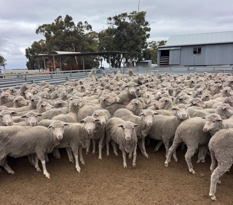 206 Merino Ewes SIL to White Suffolk Rams, Billandri Blood, Tambellup WA - Agora Livestock listing 6XZIR3X