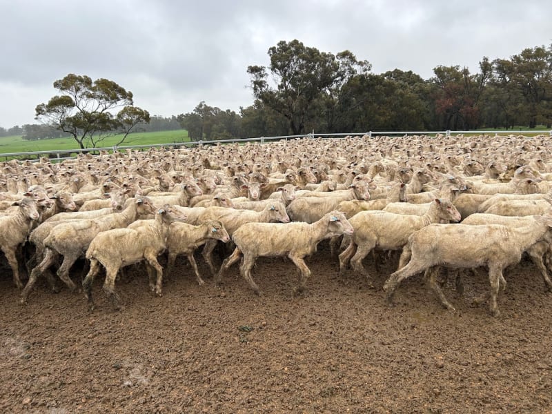 Purebred Merino Ewe Lambs, Seymour Park Bloodlines, Darkan WA - Agora Livestock listing PZPIWR