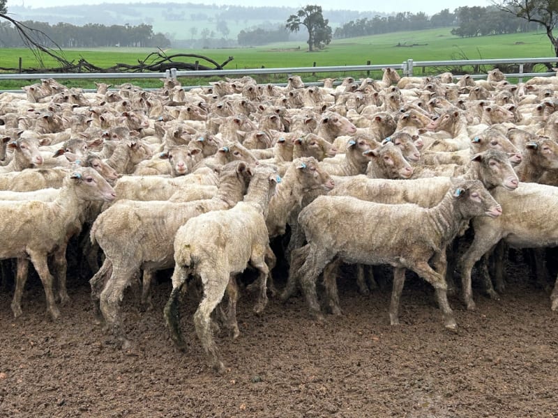 Purebred Merino Ewe Lambs, Seymour Park Bloodlines, Darkan WA - Agora Livestock listing PZPIWR