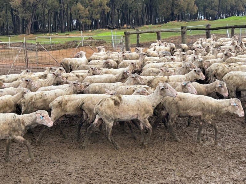 Purebred Merino Ewe Lambs, Seymour Park Bloodlines, Darkan WA - Agora Livestock listing PZPIWR