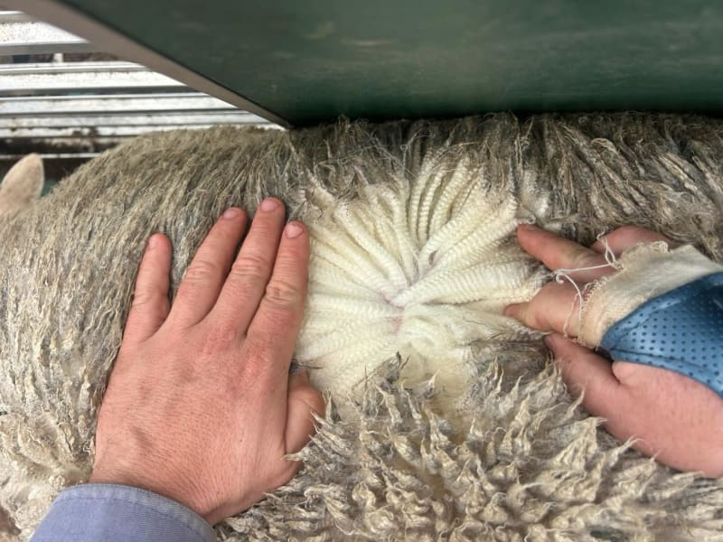 900 MPM Merino Performance Ewes 2024 - 2025 drop, Wedgecarrup WA - Agora Livestock listing 4Z6ID1Y