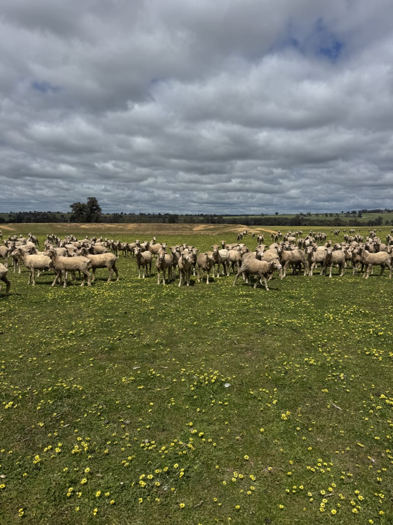 150 NSM/Unjoined Purebred Merino Ewe Hoggets, White Tag, Kojonup WA - Agora Livestock listing X5ZS7MV