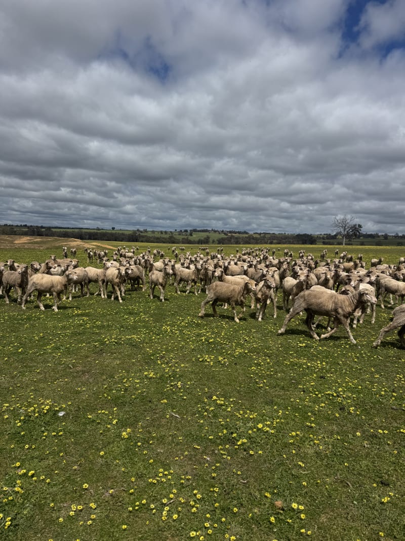 150 NSM/Unjoined Purebred Merino Ewe Hoggets, White Tag, Kojonup WA - Agora Livestock listing X5ZS7MV