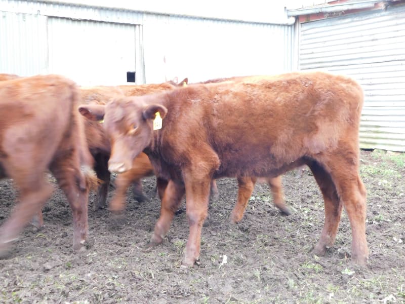 10 Purebred Shorthorn Weaner Heifers, Monegeetta VIC - Agora Livestock listing OKVIN5M