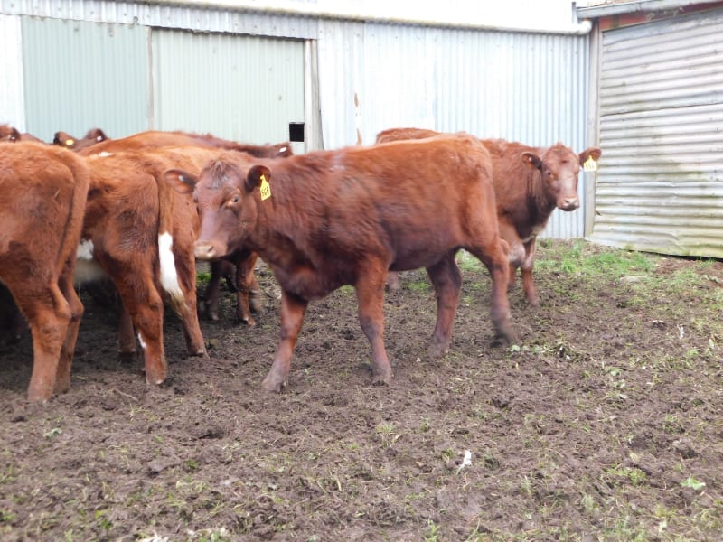 10 Purebred Shorthorn Weaner Heifers, Monegeetta VIC - Agora Livestock listing OKVIN5M