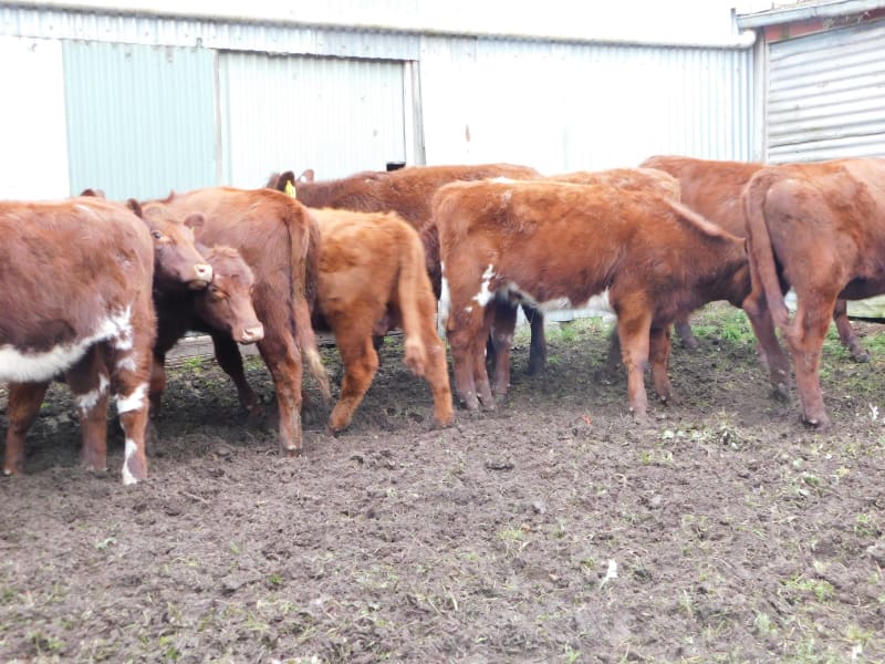 10 Purebred Shorthorn Weaner Heifers, Monegeetta VIC - Agora Livestock listing OKVIN5M