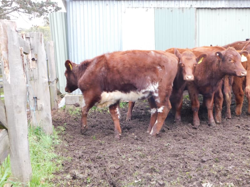 10 Purebred Shorthorn Weaner Heifers, Monegeetta VIC - Agora Livestock listing OKVIN5M