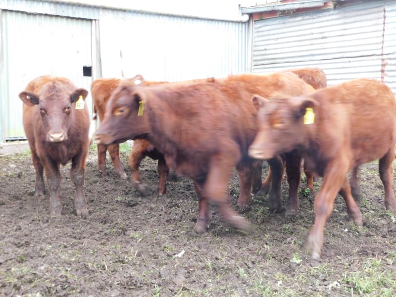 10 Purebred Shorthorn Weaner Heifers, Monegeetta VIC - Agora Livestock listing OKVIN5M