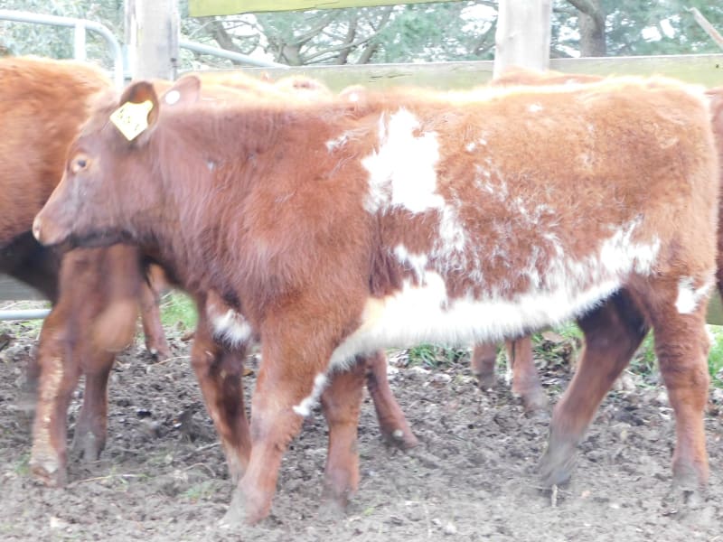 Quiet Spring-Drop Shorthorn Weaner Steers, Monegeetta VIC - Agora Livestock listing 6XZIRNQ