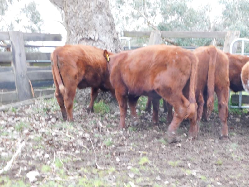 Quiet Spring-Drop Shorthorn Weaner Steers, Monegeetta VIC - Agora Livestock listing 6XZIRNQ