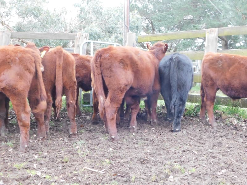 Quiet Spring-Drop Shorthorn Weaner Steers, Monegeetta VIC - Agora Livestock listing 6XZIRNQ