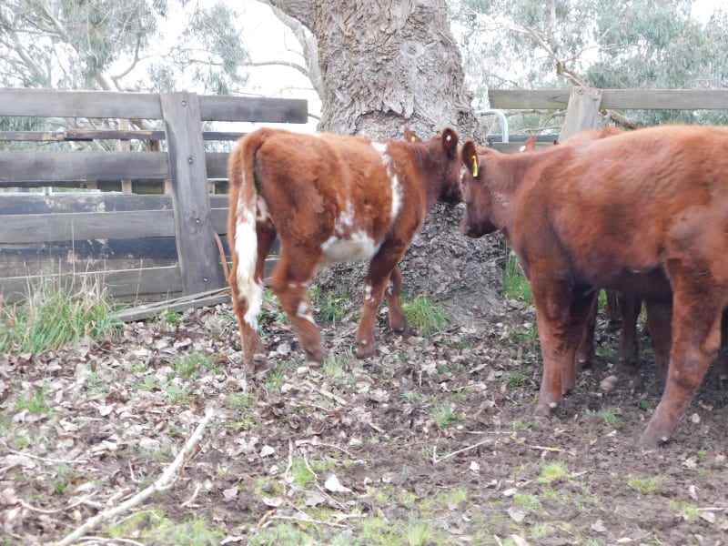 Quiet Spring-Drop Shorthorn Weaner Steers, Monegeetta VIC - Agora Livestock listing 6XZIRNQ