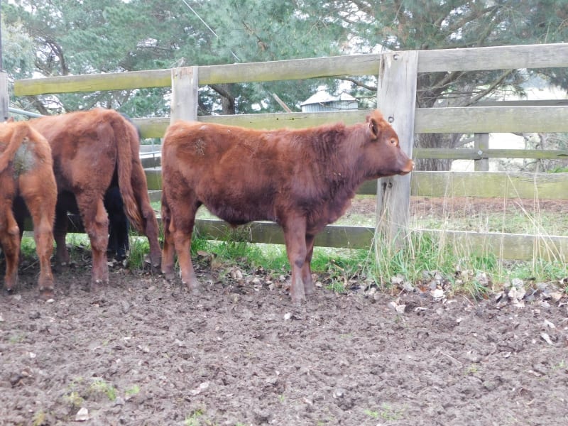 Quiet Spring-Drop Shorthorn Weaner Steers, Monegeetta VIC - Agora Livestock listing 6XZIRNQ
