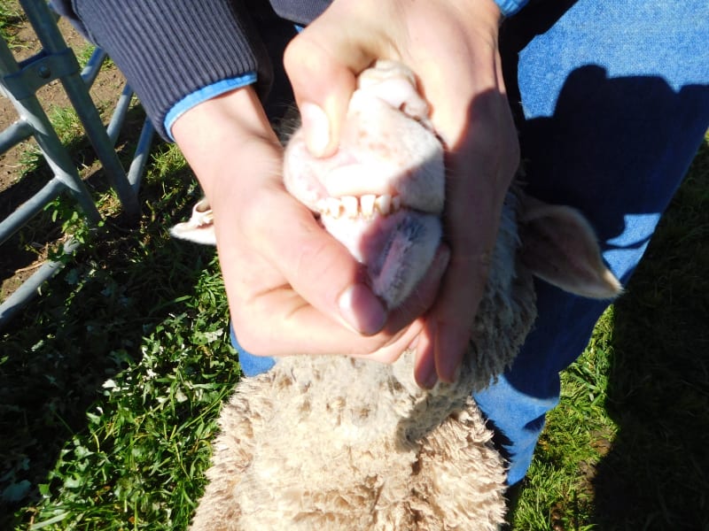 400 Poll Merino Wether Lambs, Willera Blood, Serpentine VIC - Agora Livestock listing ER6I5YX
