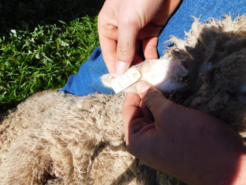 400 Poll Merino Wether Lambs, Willera Blood, Serpentine VIC - Agora Livestock listing ER6I5YX