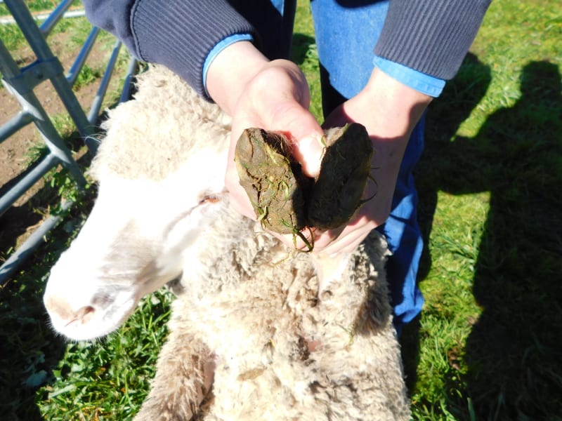 400 Poll Merino Wether Lambs, Willera Blood, Serpentine VIC - Agora Livestock listing ER6I5YX
