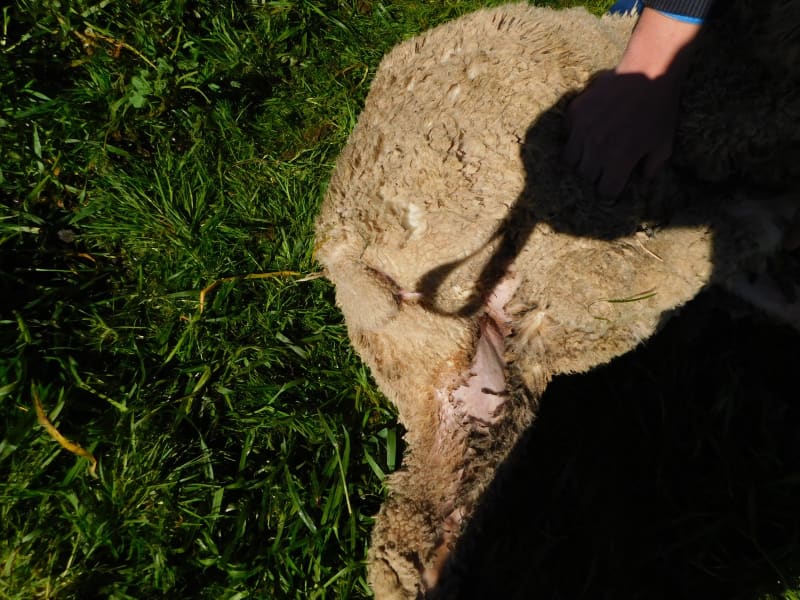 400 Poll Merino Wether Lambs, Willera Blood, Serpentine VIC - Agora Livestock listing ER6I5YX