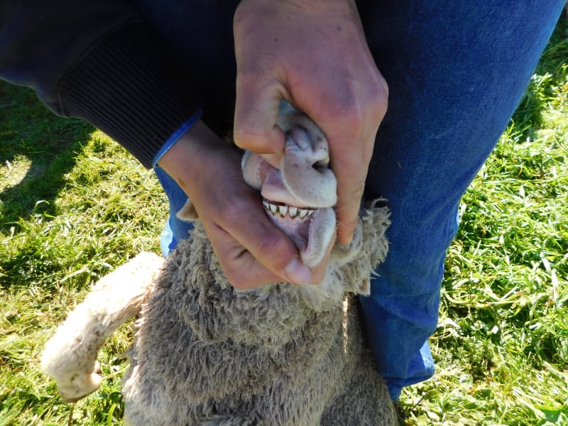 400 Poll Merino Wether Lambs, Willera Blood, Serpentine VIC - Agora Livestock listing ER6I5YX