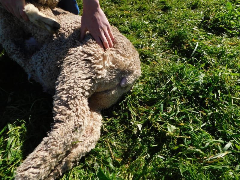 400 Poll Merino Wether Lambs, Willera Blood, Serpentine VIC - Agora Livestock listing ER6I5YX